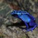 Poison dart frog. (Image: Zachary Spears/Unsplash)